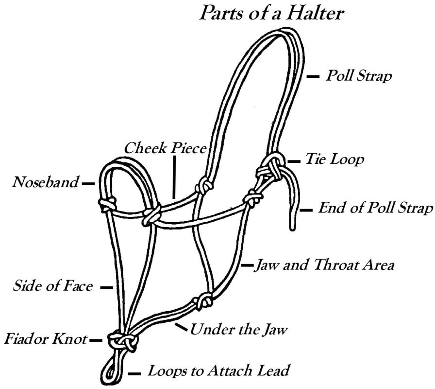 Other Information & Handy Hints - ROPE HORSE TACK